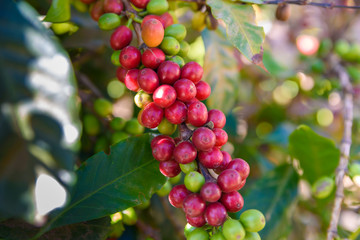 Red coffee beans on tree - ripe and mature coffee beans in the harvest time