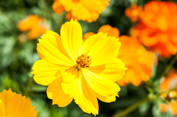Orange Cosmos flower with Bud