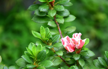 Obraz premium Peony bud Flower
