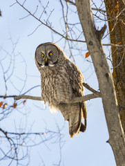 Great grey owl on cottonwood tree with blue sky background in middle of winter