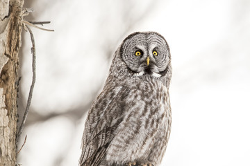Portrait of Great Grey Owl with sky background in winter