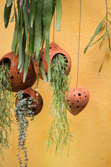 Hanging Green Plant Pot From Roof