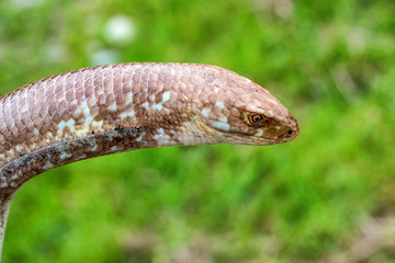 Sheltopusik legless lizard or Pseudopus apodus