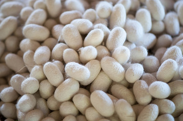Closeup of silk cocoons
