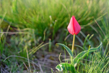 Wild red tulip in steppe