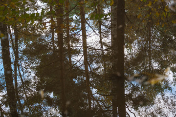 tree trunks and leaves reflection puddle in the woods