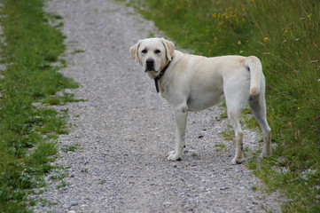 Obraz premium Labrador auf Feldweg