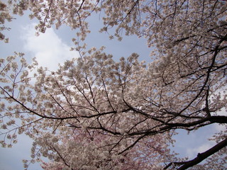 桜