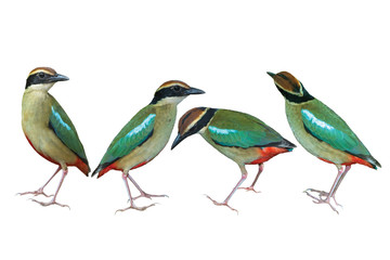 Set of fairy pitta isolated on white background, Beautiful bird