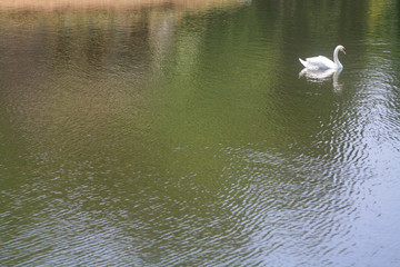 White swan