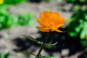 Naklejka premium Yellow globe-flower in forest