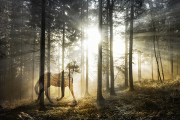 Obraz premium Artystyczny mistyczny koń w fantastycznym słonecznym bajkowym lesie. Streszczenie jednorożca w magicznym lesie. Zastosowano technikę podwójnej ekspozycji.