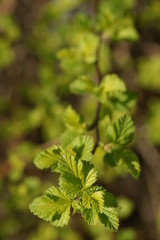 Young foliage of vesicerberry in early spring.