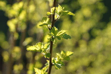 Young foliage of vesicerberry in early spring.