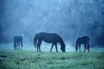Gordijnen Rainy and sunny morning at foggy countryside meadow with domestic brown horses. © robsonphoto
