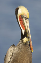 California Brown Pelican, Pelecanus occidentalis
