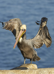 California Brown Pelican, Pelecanus occidentalis