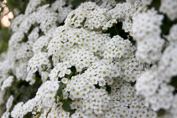 Blooming spirea in the summer garden.