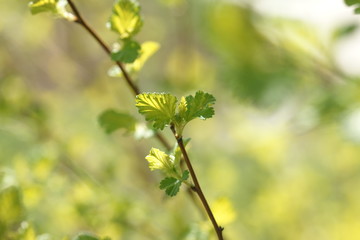 Young foliage of vesicerberry in early spring.