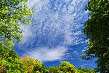 Fototapeta premium 夏の高原 吹き渡る風