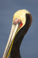 California Brown Pelican, Pelecanus occidentalis