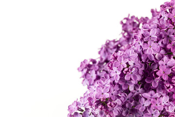 beautiful purple syringa lilac blossoms isolated on white background with copy space for greeting message