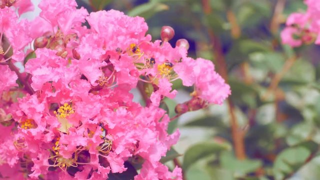 Closeup Crape myrtle flower with flying bee