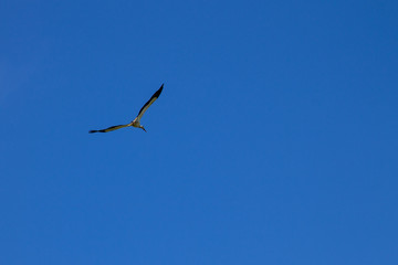 Fototapeta premium White Stork (Ciconia ciconia) in flight