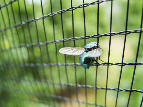 Fly in the fence
