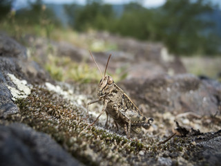 grashopper chorthippus biguttulus female