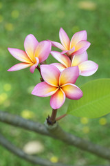 Close up of Frangipani Flowers
