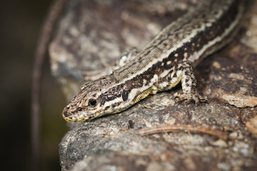 upper part of Podarcis muralis