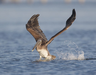 Brown Pelican, Pelecanus occidentalis
