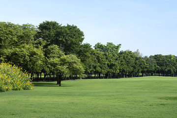 Fototapeta na wymiar Park with Green Grass and Trees