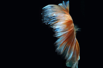 Yellow fighting fish