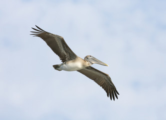 Fototapeta na wymiar Brown Pelican, Pelecanus occidentalis