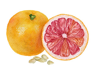 Watercolor illustration of a grapefruit with red flesh and seeds