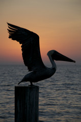 Brown Pelican, Pelecanus occidentalis