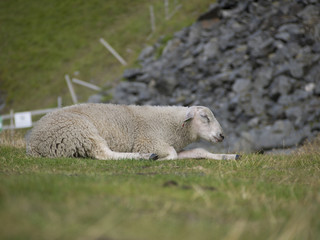 Ein Schaf (L. Ovis) auf einem Weg liegend