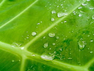 After rain water drops on leaf