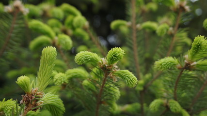 Macro green fir