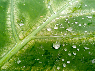 After rain water drops on leaf