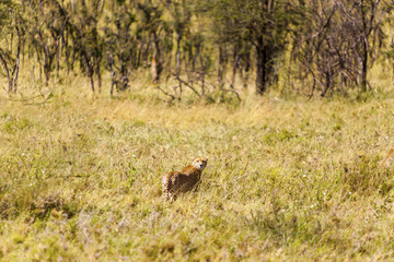 Cheetah in the long grass © Thomas Sztanek