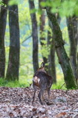 Reh in Wildnis
