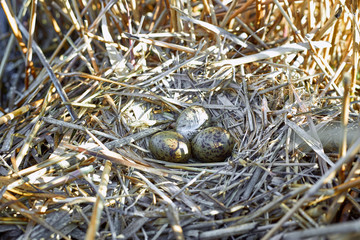 Laying eggs in a nest on the water in the wild.
