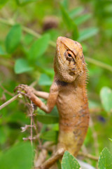 brown lizard basking on branch in nature