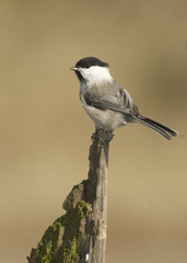 Fototapeta premium Willow Tit, Parus montanus