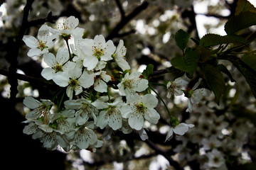 Cherry blossoms