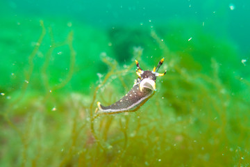 Sea slug - Polycera hedgpethi Marcus