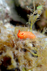 Obraz na płótnie Canvas Sea slug - Aldisa sp. 